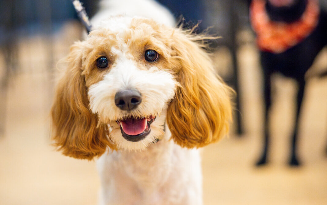 Thankful FUR You Yappy Hour at Bar Bella